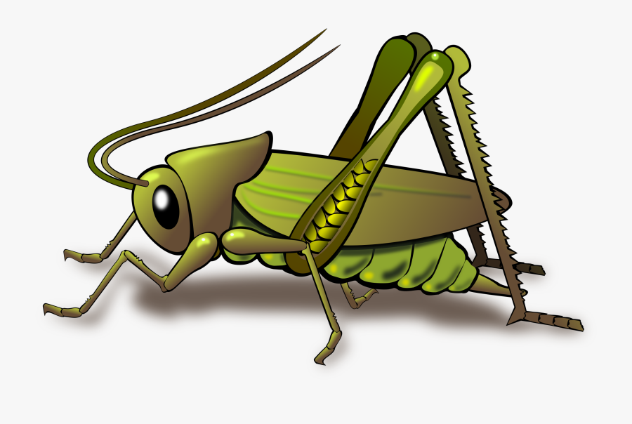 Top Png -cricket Insect Clipart Png - Insect Cricket Clipart, Transparent Clipart