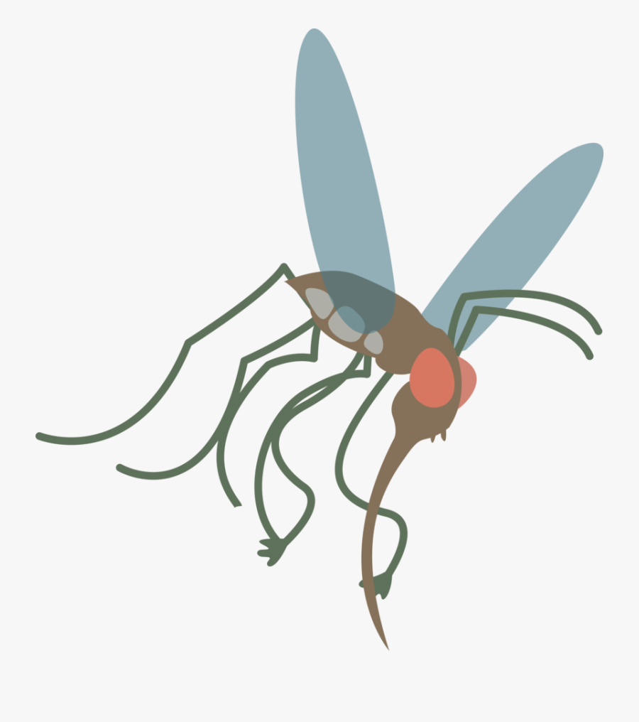 Mosquito Vector Png, Transparent Clipart