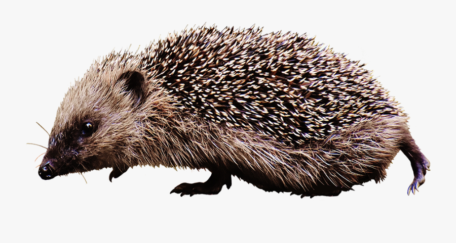 Clipart Of Walking Hedgehog - Hedgehog, Transparent Clipart