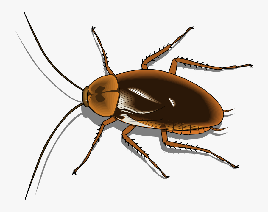 Free Vector Insect - Cockroach Clipart , Free Transparent Clipart ...