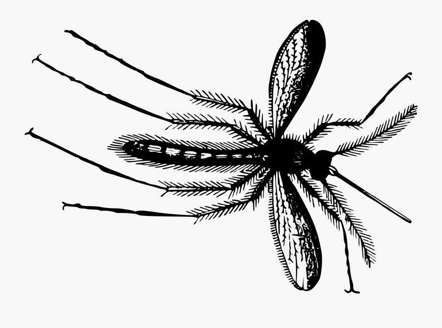 Mosquito Insect Gnat Fly Drawing Cc0 - Gnat Transparent Background, Transparent Clipart