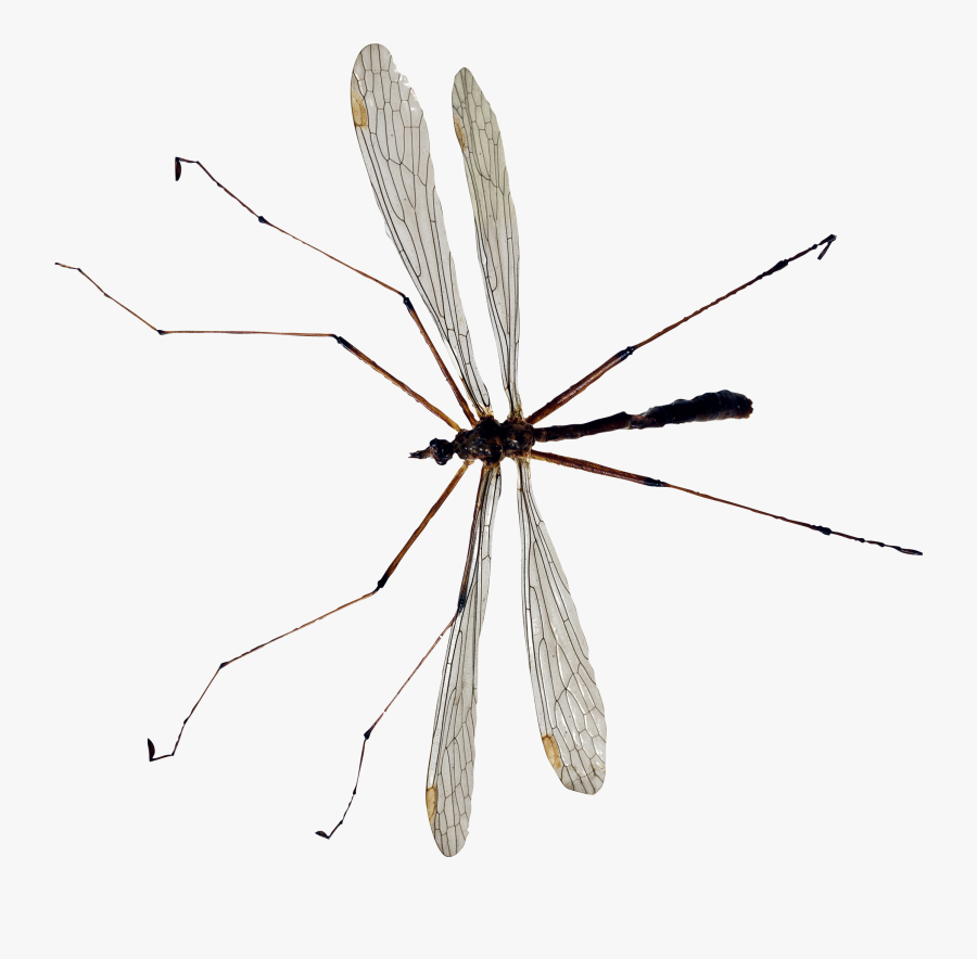 Mosquito Images Download - Crane Fly Png, Transparent Clipart