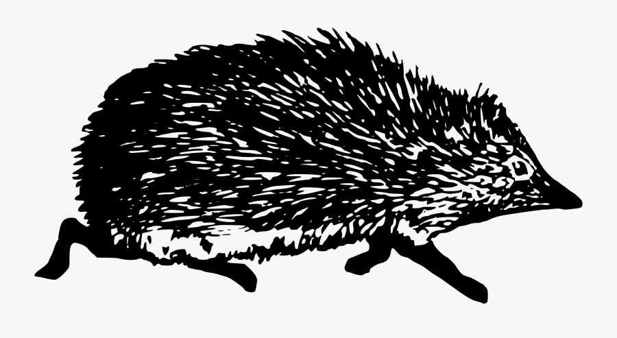 Hedgehog Icons Png - เม่น ขาว ดำ, Transparent Clipart