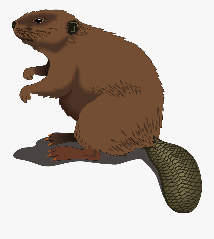 Transparent Free - Real Beaver Clipart, Transparent Clipart