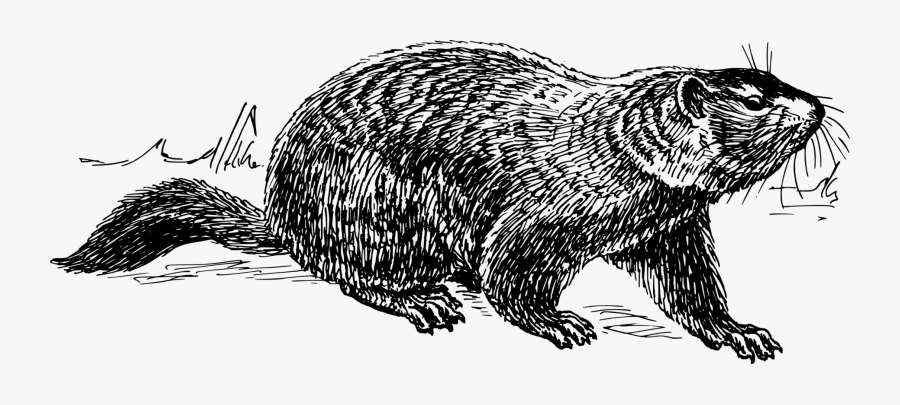 Art,monochrome Photography,carnivoran - Black And White Groundhog, Transparent Clipart