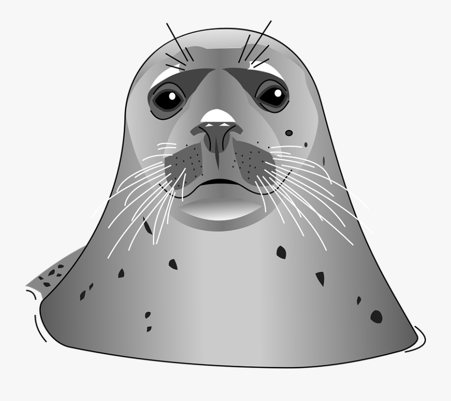Download Harbor Seal Png Transparent Images Transparent - Grey Seal Clipart, Transparent Clipart
