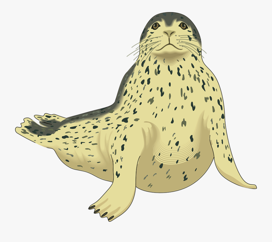 Harbor Seal Png Pic Leopard Seal Clip Art- - Leopard Seal Clip Art, Transparent Clipart
