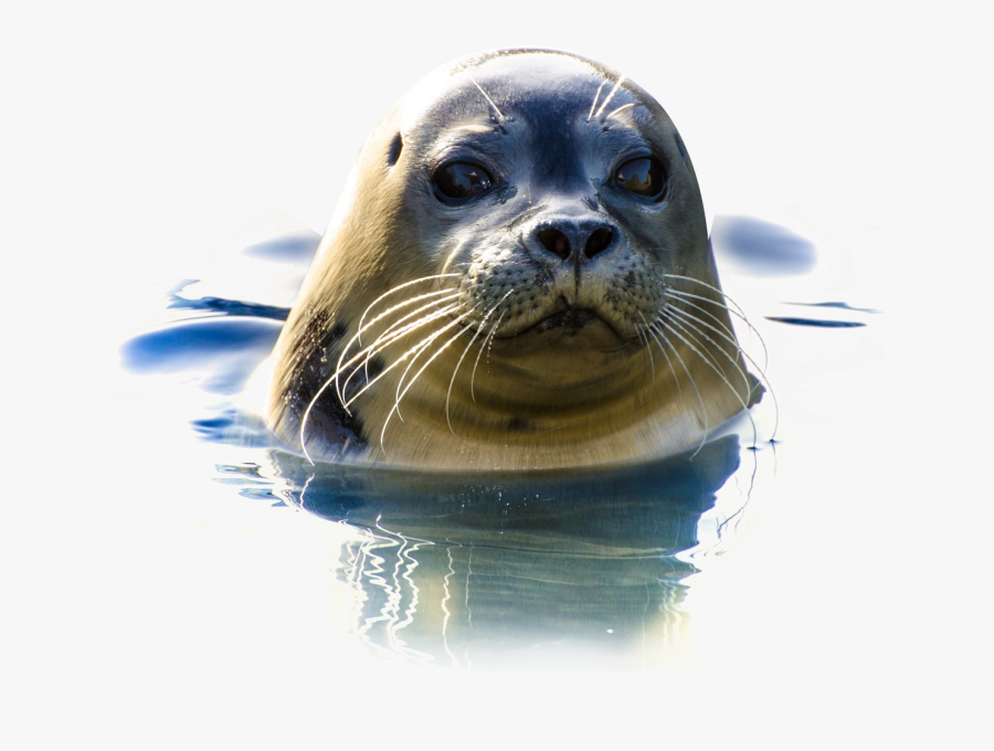 Seal Png Image - Seal Face Transparent Background, Transparent Clipart