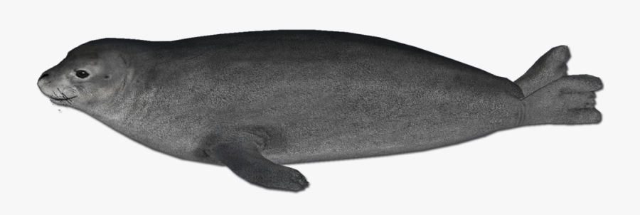 Hawaiian Monk Seal Png, Transparent Clipart