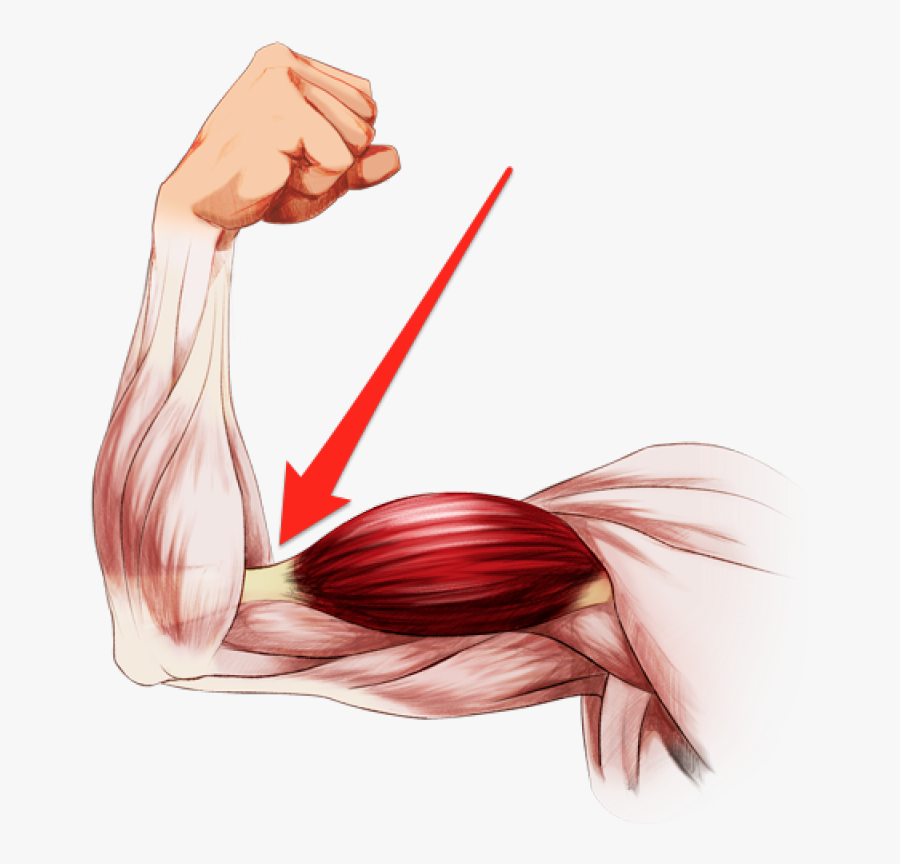 Elbow Clipart Flexed Arm - Bent Arm Muscles, Transparent Clipart