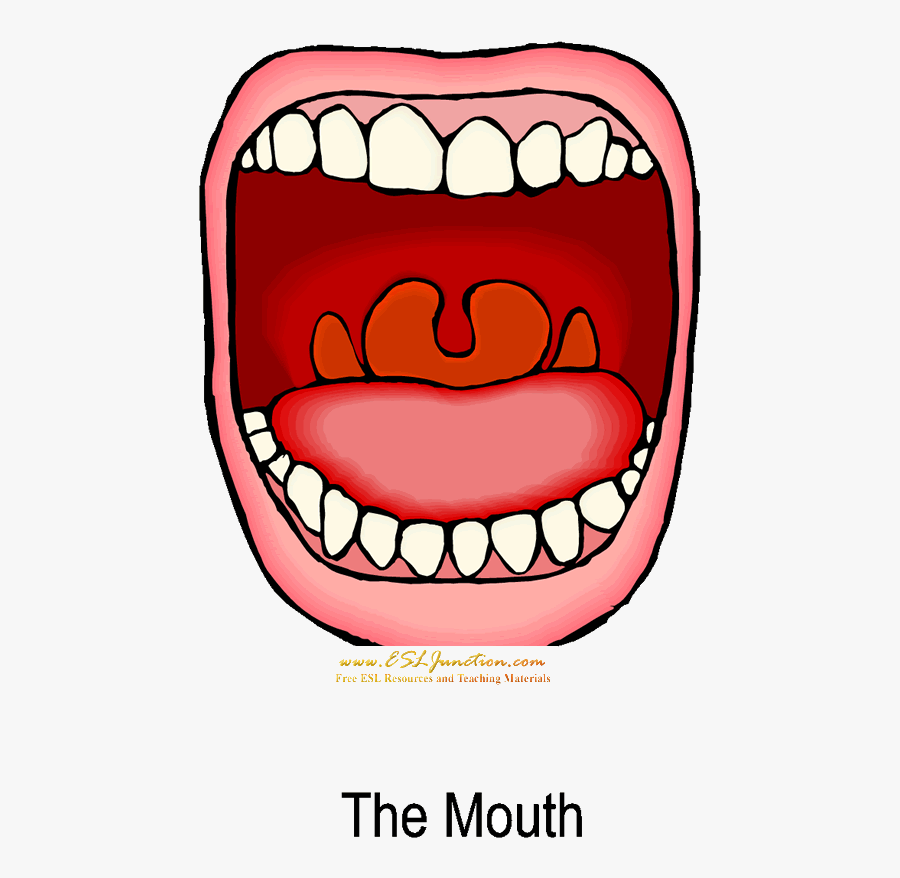 Mouth Free Clipart The Cliparts Transparent Png - Mouth Digestive System Transparent, Transparent Clipart