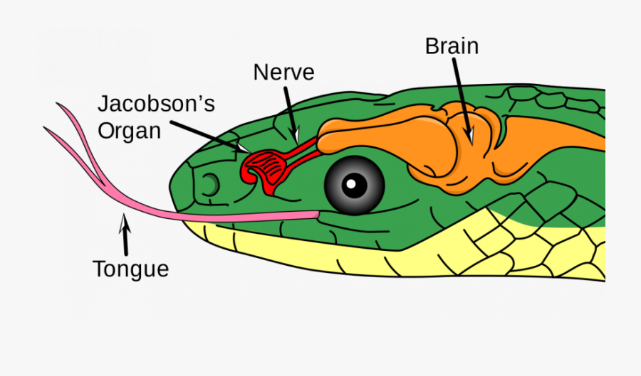 Why Do Snakes Have - Snake Jacobson's Organ, Transparent Clipart