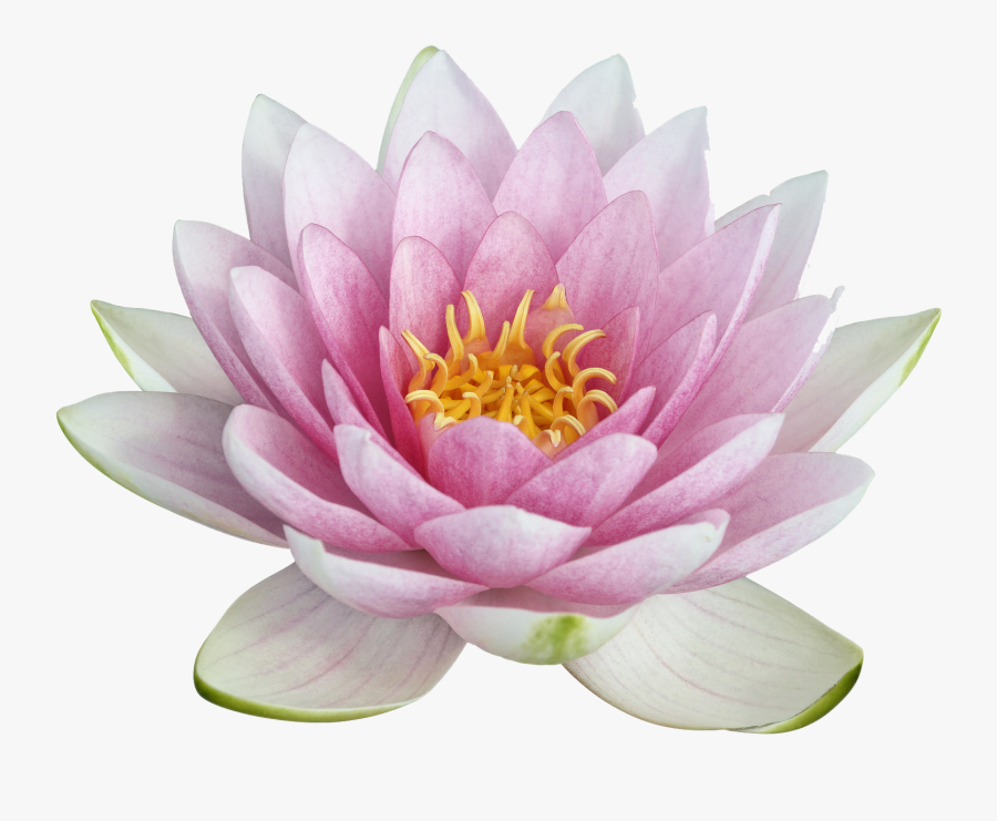 Lotus Png Transparent Background, Transparent Clipart