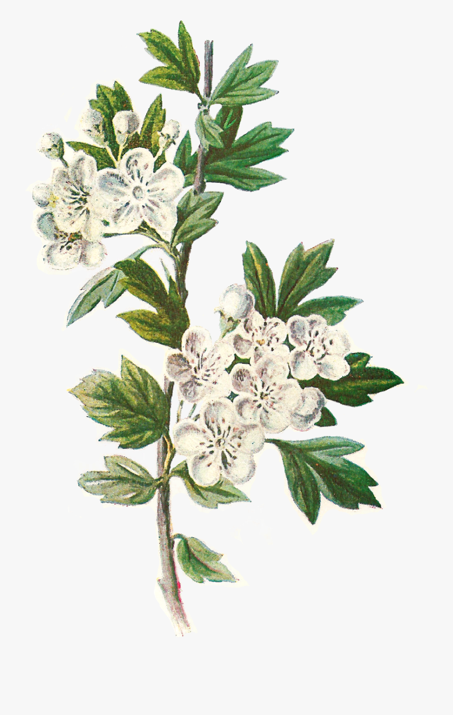 Daisy Flower Png - Hawthorn Flower Illustration , Free Transparent ...