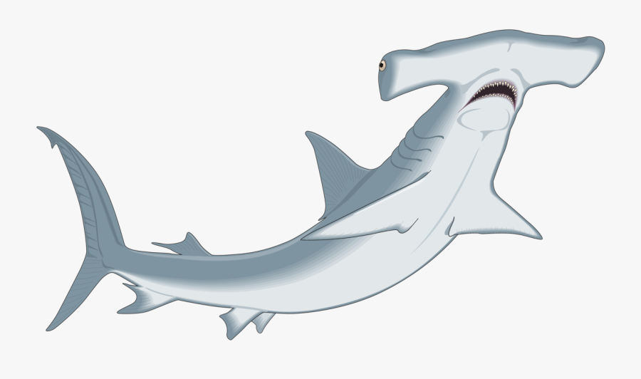 Transparent Hammerhead Shark Png - Hammerhead Clipart , Free ...