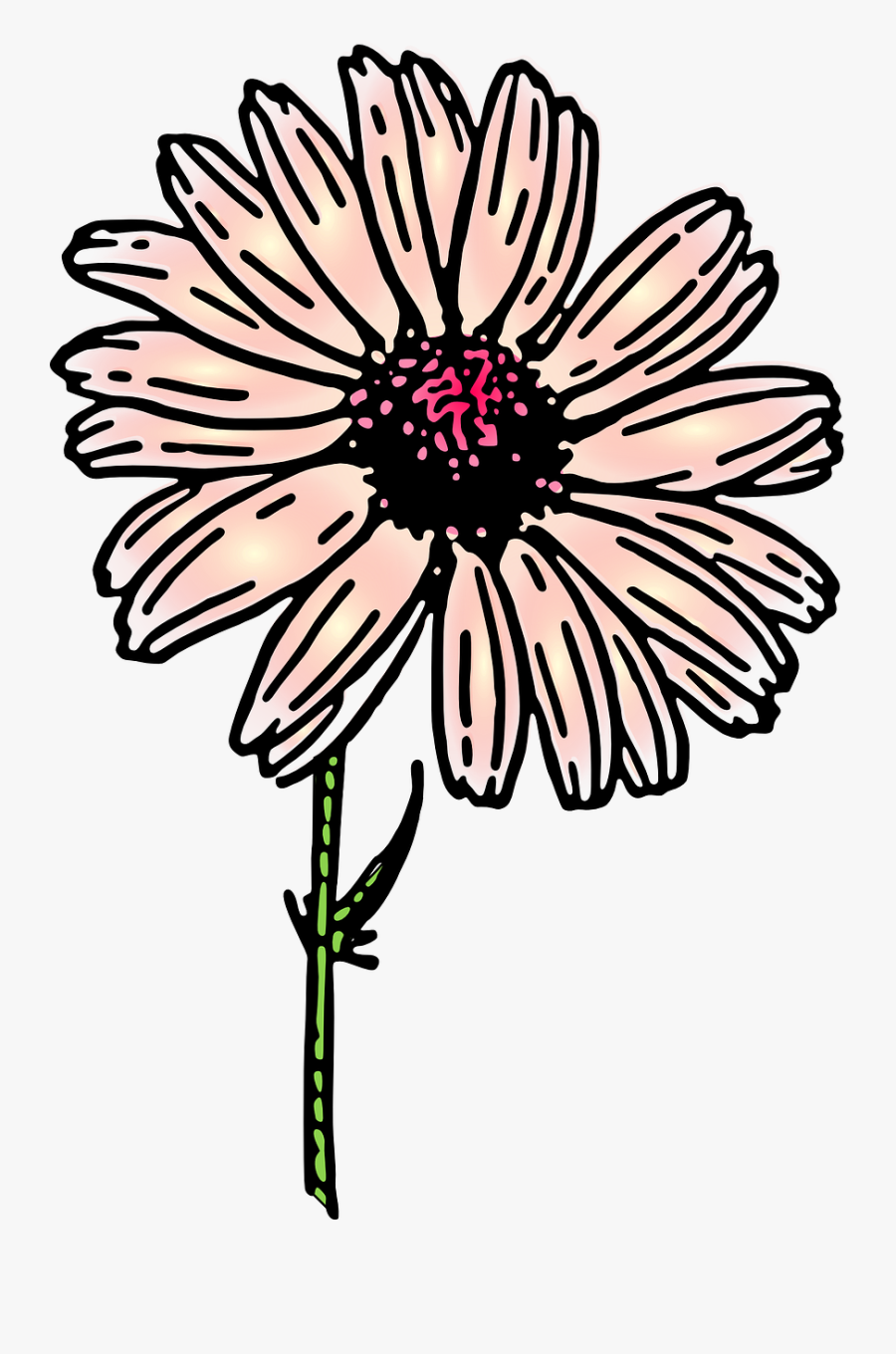 Colored Daisy - Clip Art, Transparent Clipart