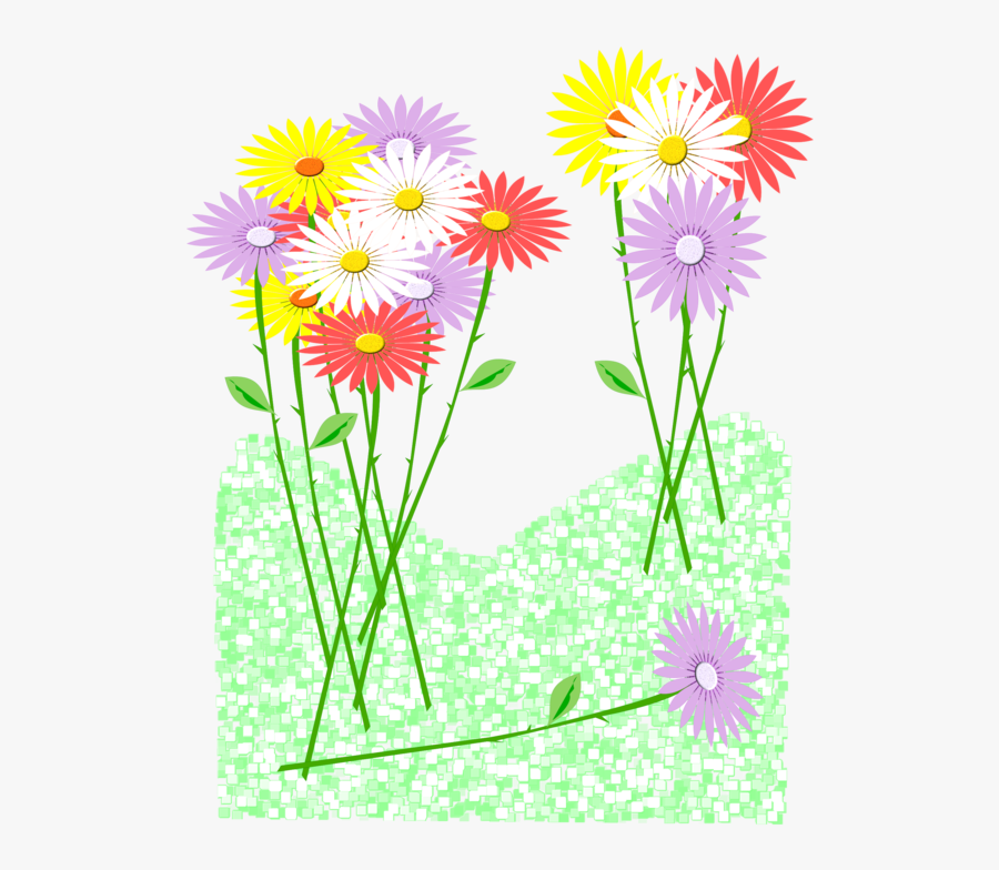 Chrysanths,plant,flora - Barberton Daisy, Transparent Clipart