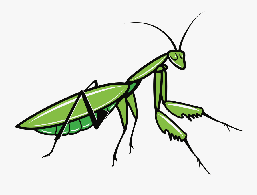 Praying Mantis - Praying Mantis Png, Transparent Clipart
