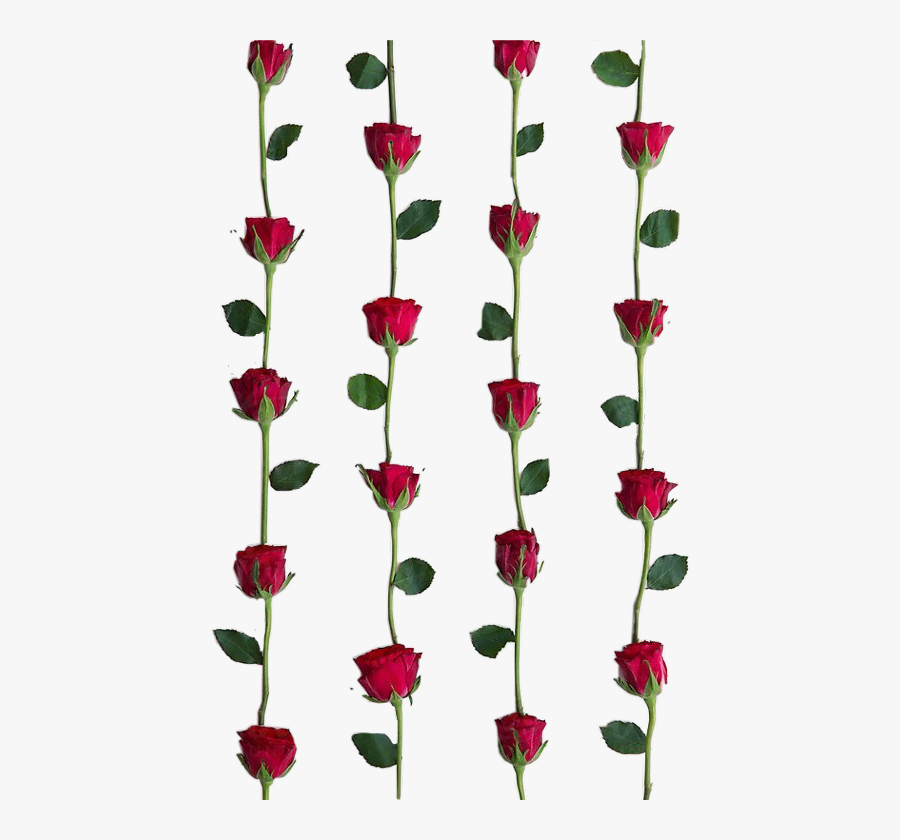 Interesting France Rosas Rosaspicfeb16 Art - Tapety Pinterest Kwiaty, Transparent Clipart