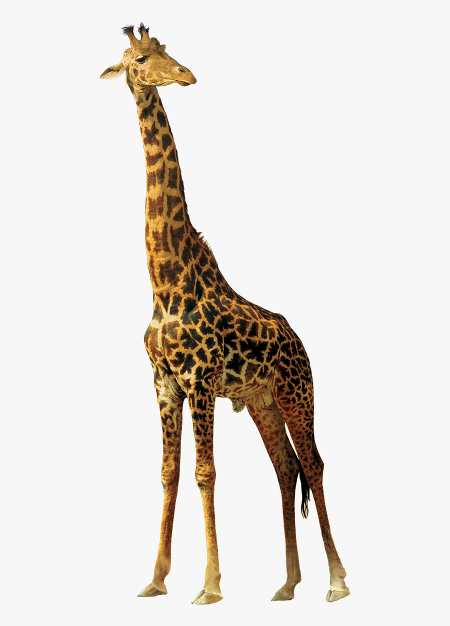 Giraffe Animals Nature Africa Png Image - Jerapah Png, Transparent Clipart