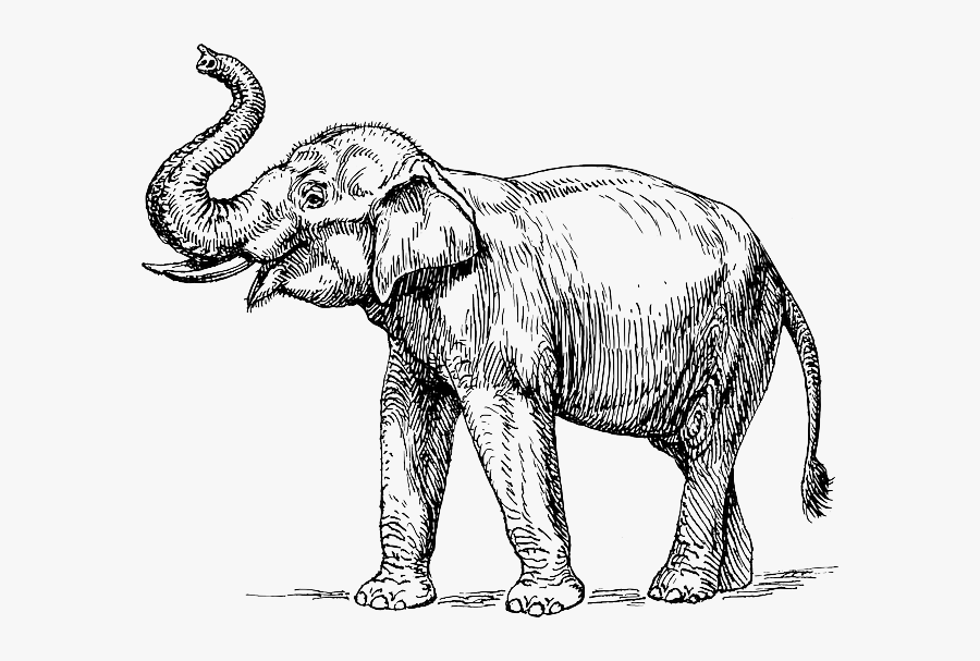 Asian Elephant Clipart Black And White, Transparent Clipart