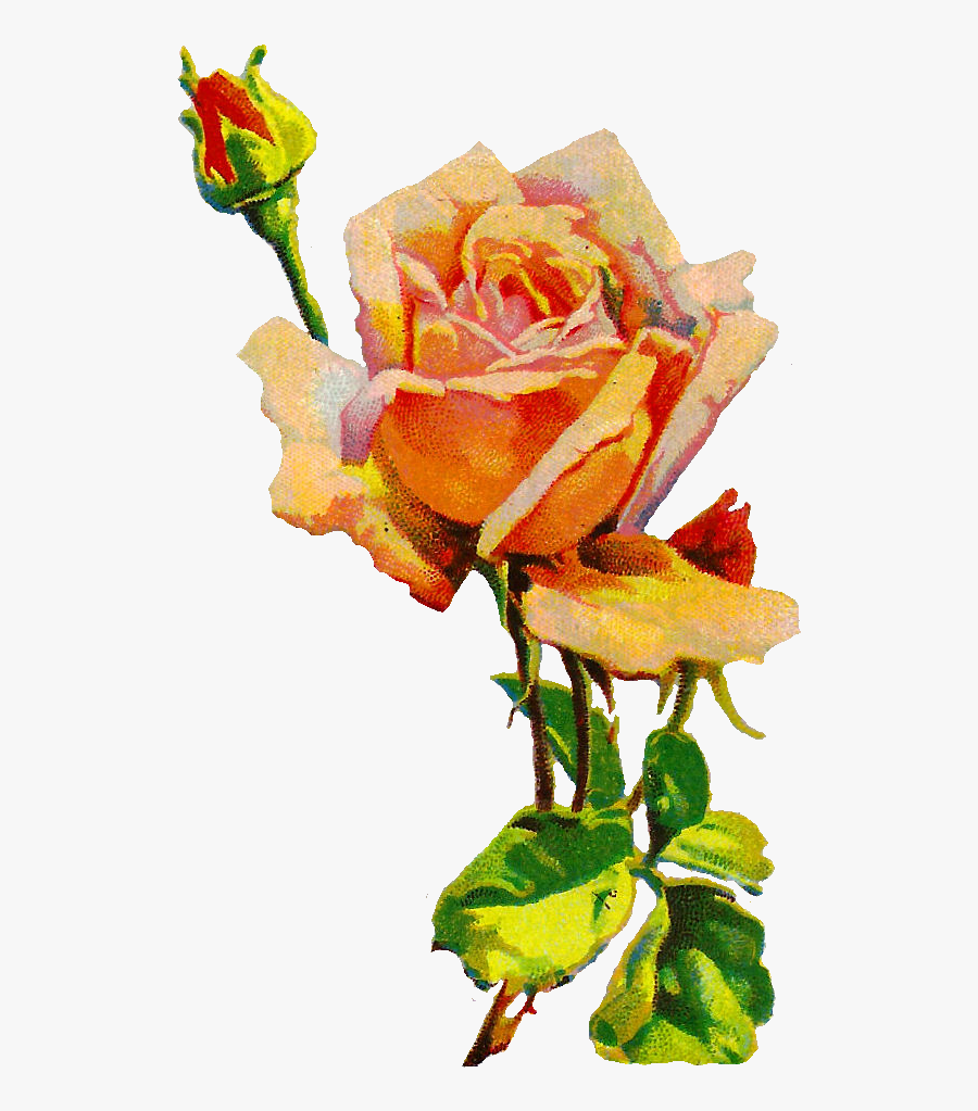 Rose Flower Image Botanical Illustration - Illustration, Transparent Clipart