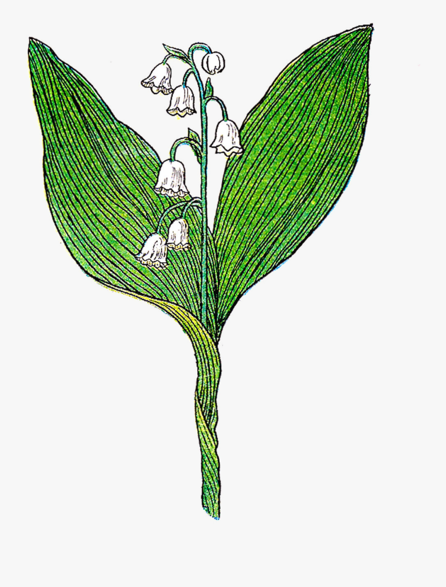 Lily Of The Valley Botanical Illustration - Botanical Illustration Lily Of The Valley, Transparent Clipart