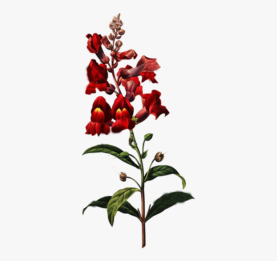 Thumb Image - Snapdragon Flower Drawing, Transparent Clipart