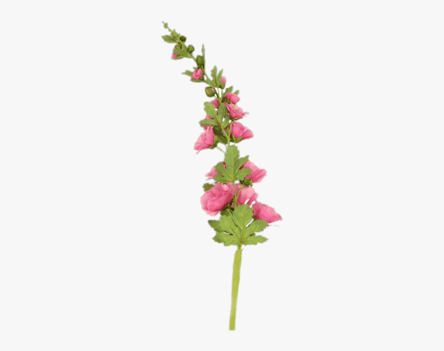 Pink Hollyhock Stem - Flowers On Stem Png, Transparent Clipart