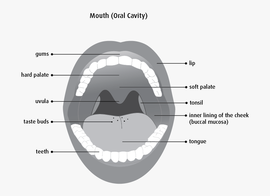 Clip Art What Is Canadian Society - Diagram Of Oral Cancer, Transparent Clipart