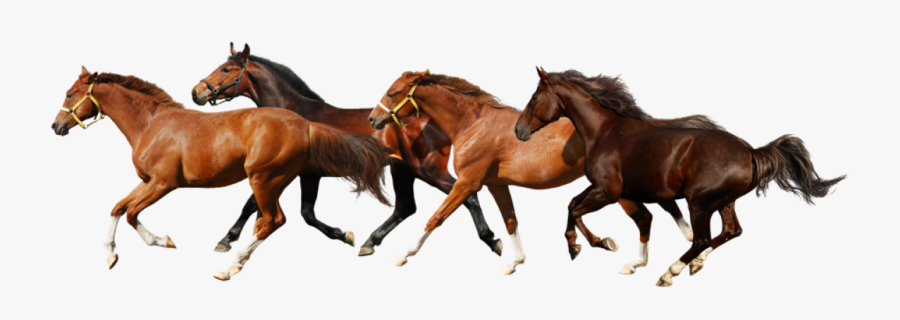 Transparent Horse Png - Transparent Background Running Horses Png, Transparent Clipart