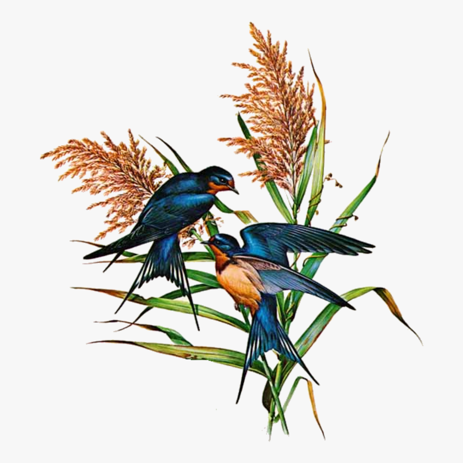 Barn Swallow Png Photo - Barn Swallow, Transparent Clipart
