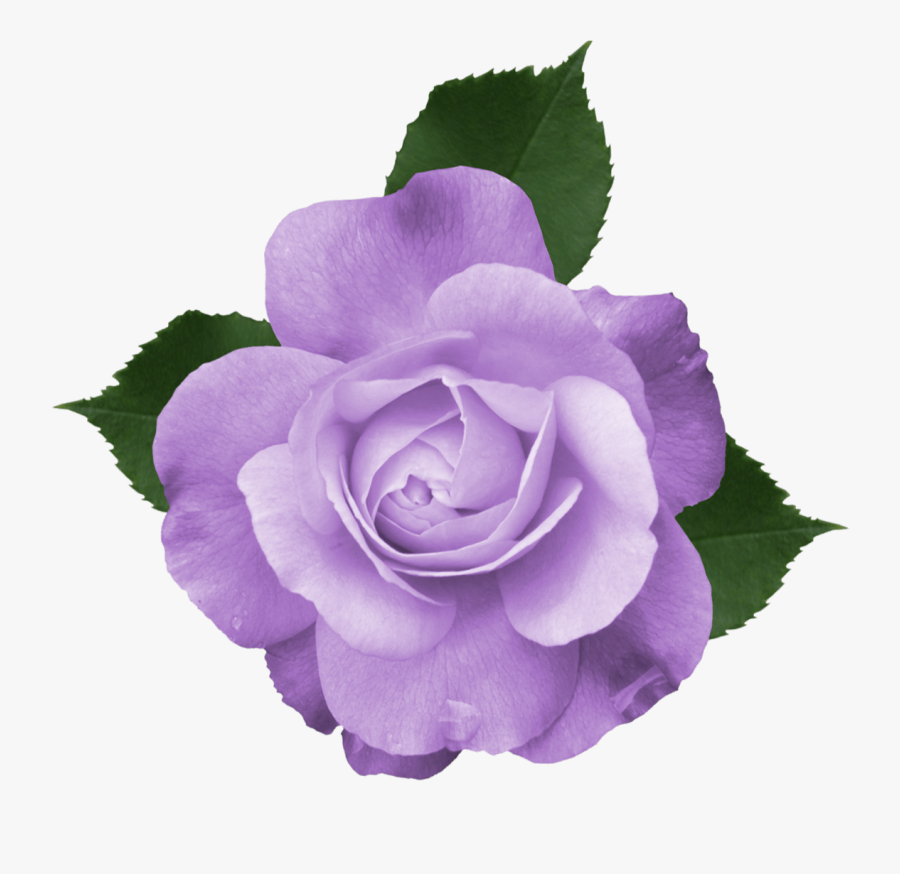Transparent Background Purple Flowers Png, Transparent Clipart