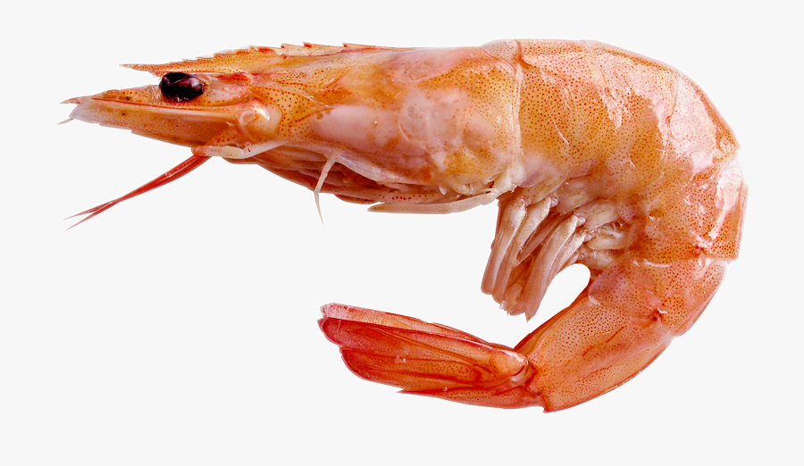 Shrimp Freetoedit - Shrimp Png , Free Transparent Clipart - ClipartKey