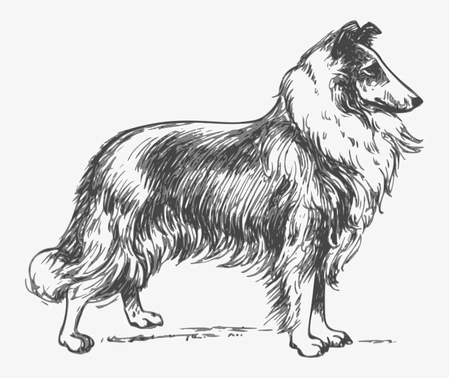 Public Domain Dog Illustration, Transparent Clipart