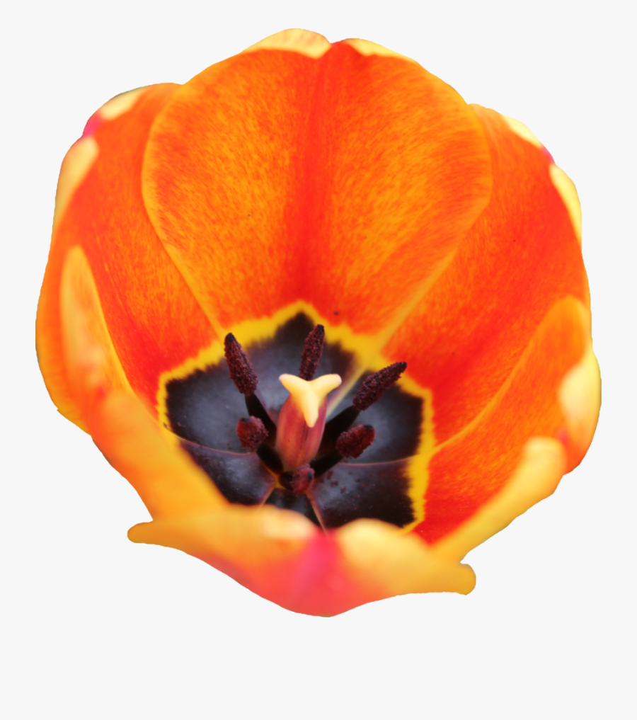 Flax-leaved Tulip, Transparent Clipart