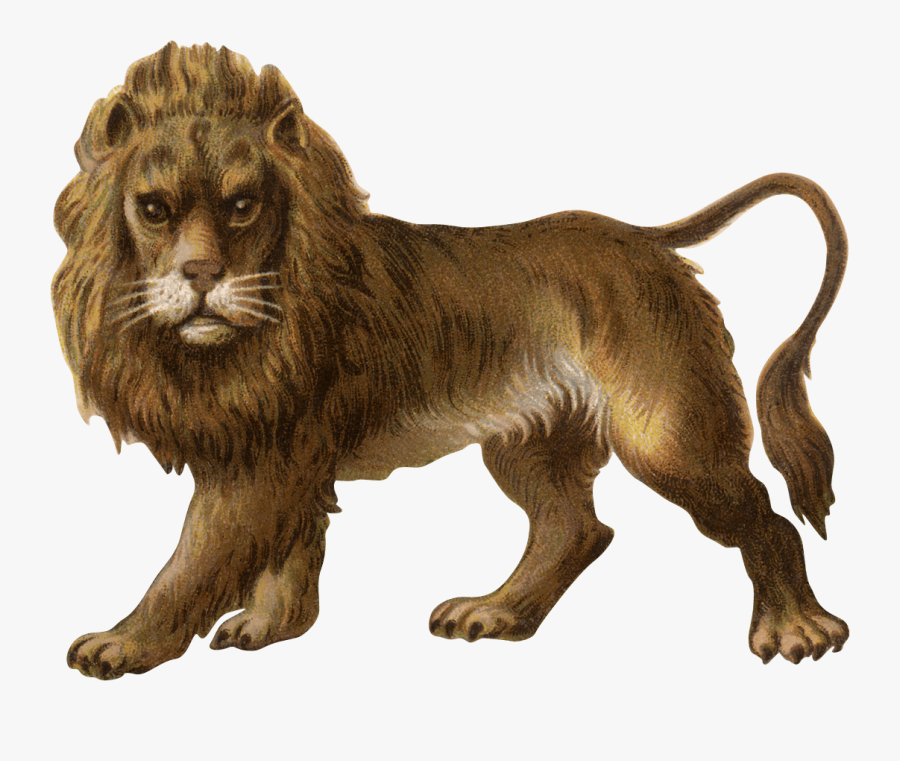 Lions Png - Animals - Png Lion, Transparent Clipart