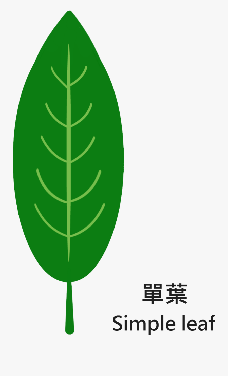 Tree Trunk Leaf Macrophanerophytes Wood - Christmas Tree, Transparent Clipart