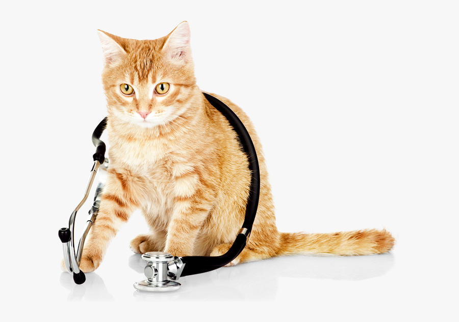 Cat Vet Png Transparent Cat Vet Images - Cat Healthy, Transparent Clipart