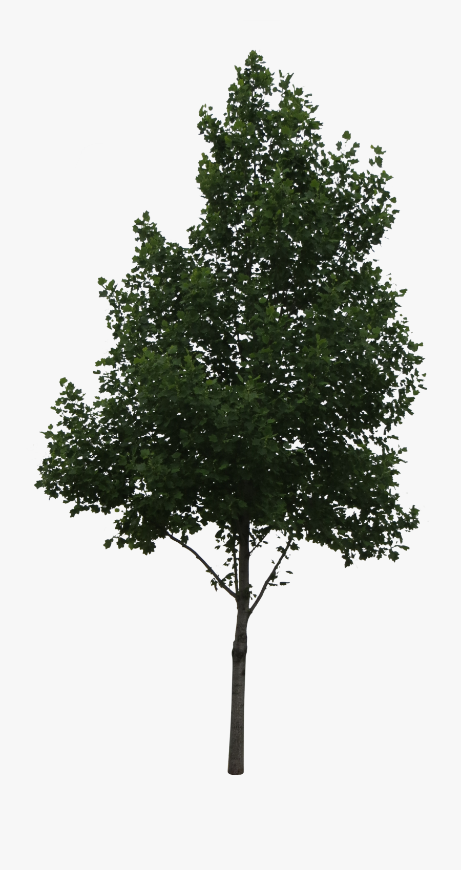 Aspen Tree Png Vector Download - Tree Cut Out Png, Transparent Clipart