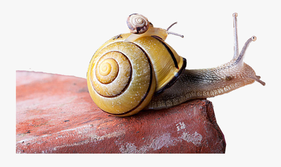 Snail Euclidean Vector - Little Snails, Transparent Clipart