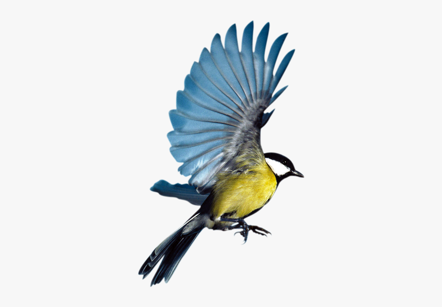 Bird Eurasian Magpie Flight Parrot - Birds Fly, Transparent Clipart