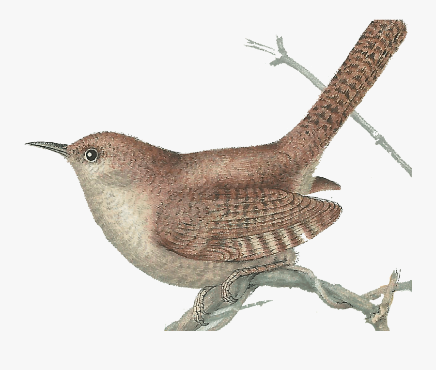 Wren Clipart Cartoon - Bird Print Png, Transparent Clipart