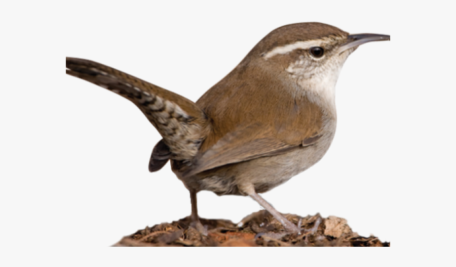 Wren Png Transparent Images - Nightingale Bird Png, Transparent Clipart