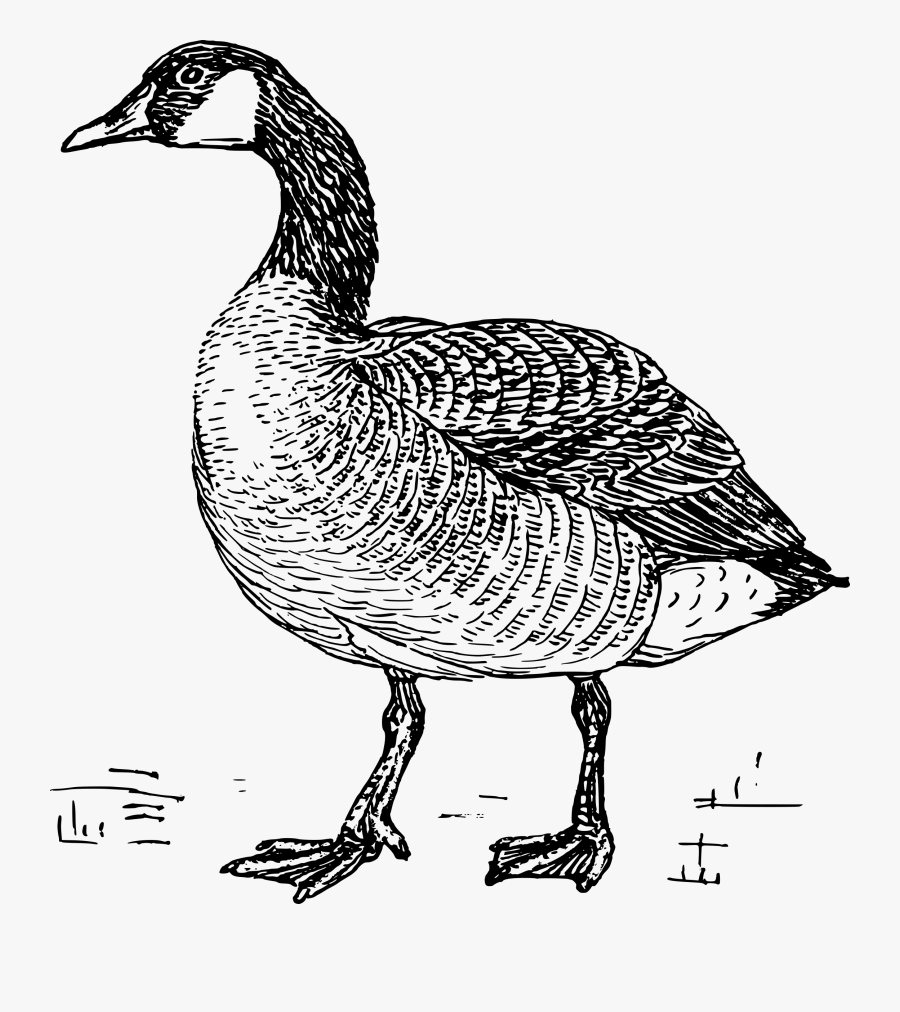 Goose Png Geese Black And White- - Goose Black And White, Transparent Clipart