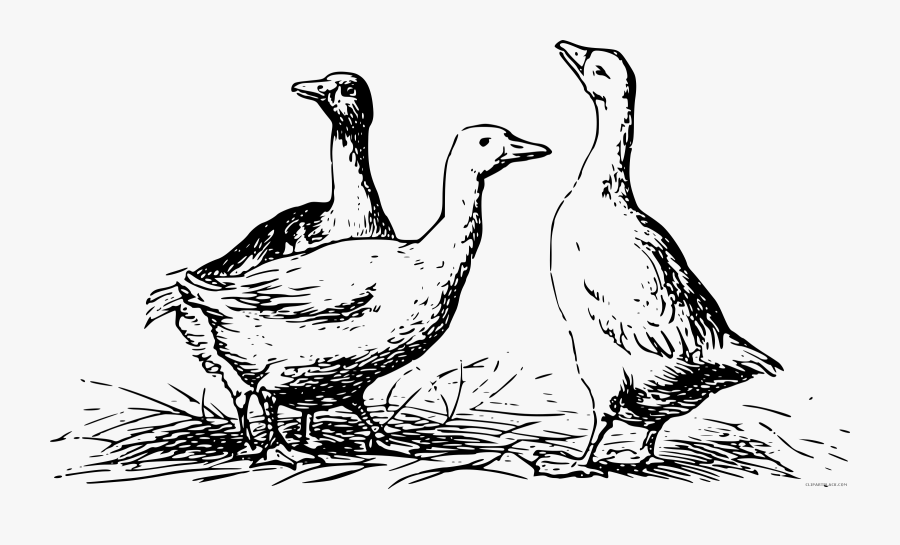 Goose Clipart Black And White - Geese Black And White, Transparent Clipart