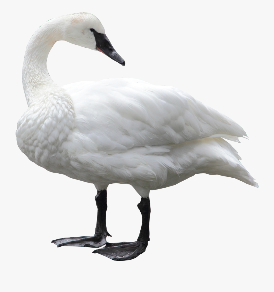 Swan Png, Transparent Clipart