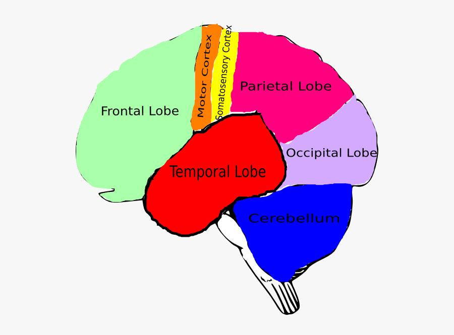 Cartoon Brain With Labels, Transparent Clipart