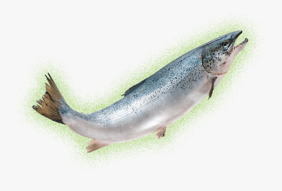 Transparent Salmon Clipart - Aquadvantage Salmon Png, Transparent Clipart