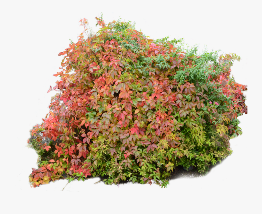 Shrub Plant Tree Clip Art - Autumn Bushes Png, Transparent Clipart